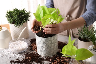 Photo of Woman transplanting Scindapsus into pot at table indoors, closeup. House plant care