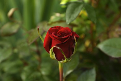 Photo of Beautiful red rose growing in garden, closeup