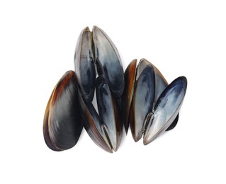 Open empty mussel shells on white background, top view