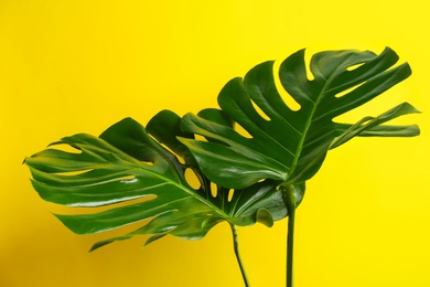 Beautiful monstera leaves on yellow background. Tropical plant