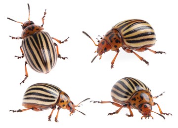 Image of Colorado potato beetles on white background, collage 