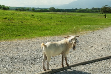 Beautiful horned goat on road in safari park