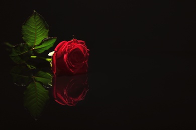 Beautiful red rose on black background. Funeral symbol