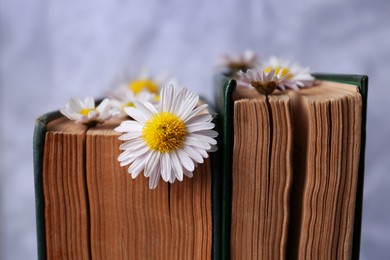 Photo of Books with chamomile flowers as bookmark on light gray background, closeup
