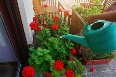 Woman watering blooming geranium flowers outdoors, closeup. Home gardening
