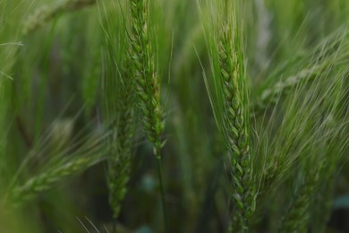 Beautiful wheat spikes growing in field, closeup