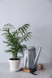 Photo of Beautiful Ravenea rivularis plant in pot and gardening tools on grey marble table. House decor