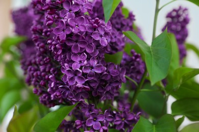 Beautiful lilac plant with fragrant purple flowers outdoors, closeup