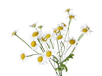 Bunch of beautiful chamomile flowers on white background