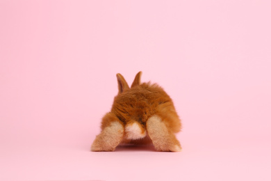Adorable fluffy bunny on pink background, back view. Easter symbol