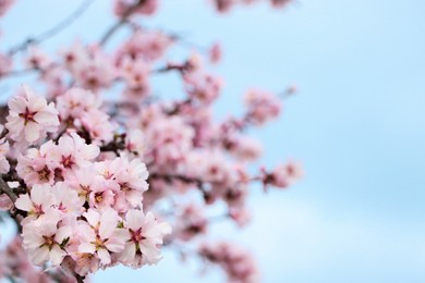 Delicate spring pink cherry blossoms on tree against blue sky, closeup