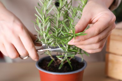 Woman cutting aromatic rosemary sprigs indoors, closeup