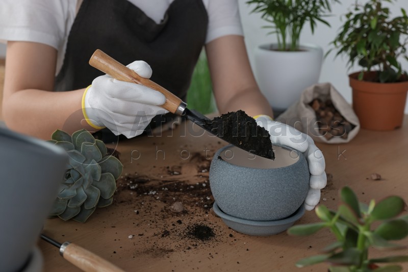 Woman filling flowerpot with soil at table indoors, closeup. Transplanting houseplant