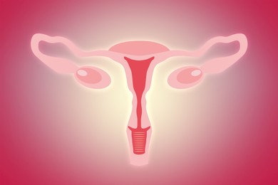 Illustration of female reproductive system on pink background