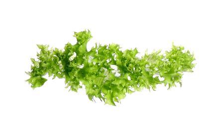 Fresh green lettuce isolated on white. Sandwich ingredient