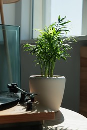 Photo of Beautiful green houseplant on wooden table in room
