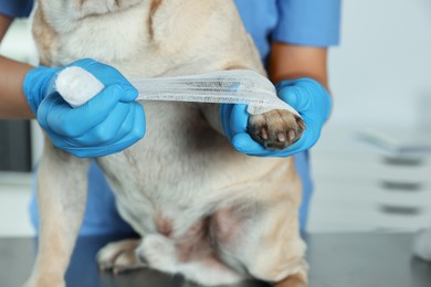 Photo of Professional veterinarian wrapping dog's paw with bandage in clinic, closeup