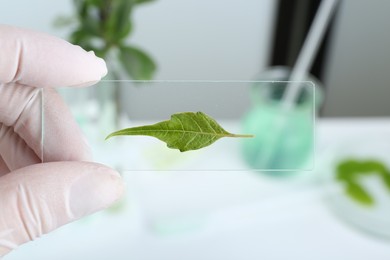 Photo of Scientist holding glass slide with leaf in laboratory, closeup
