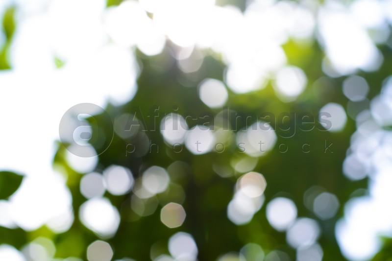 Blurred view of green tree outdoors. Bokeh effect