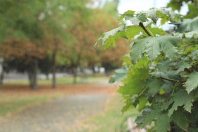 Branch of tree with green leaves in park during rain, closeup. Space for text