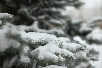 Branches of spruce covered with snow outdoors, closeup