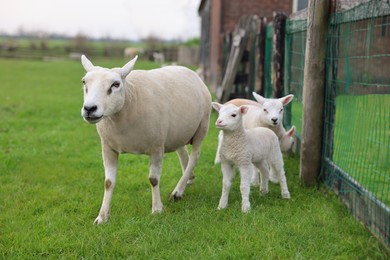 Photo of Beautiful sheep with cute lambs near fence in farmyard