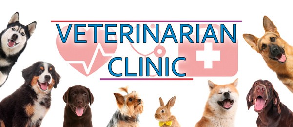 Collage with different cute pets and text VETERINARIAN CLINIC on white background. Banner design