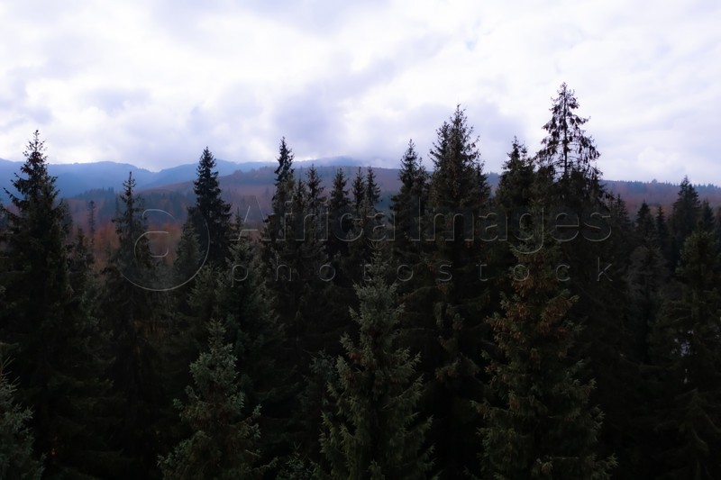 Aerial view of beautiful green forest in mountains on autumn day