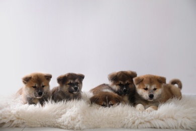 Adorable Akita Inu puppies on fuzzy rug against light background. Space for text