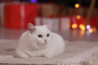 Photo of Christmas atmosphere. Adorable cat lying on carpet. Space for text