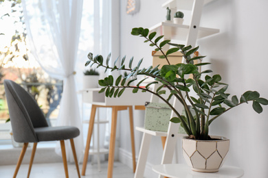 Beautiful plant in stylish room interior. Home design idea