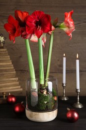 Photo of Beautiful red amaryllis flowers and Christmas decor on black wooden table