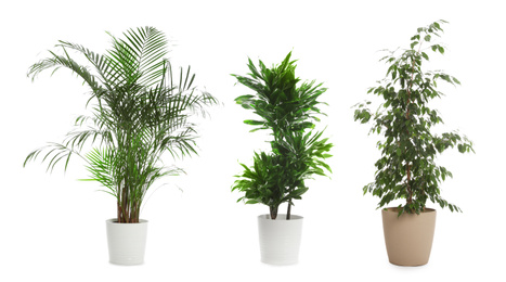 Image of Set of different houseplants in flower pots on white background. Banner design 
