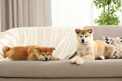 Funny akita inu puppies on sofa in living room
