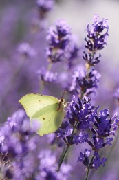 Beautiful butterfly in lavender field on summer day, closeup