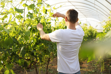 Photo of Man working with grape plants in greenhouse