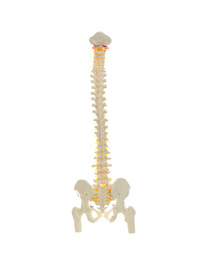 Artificial human spine model isolated on white