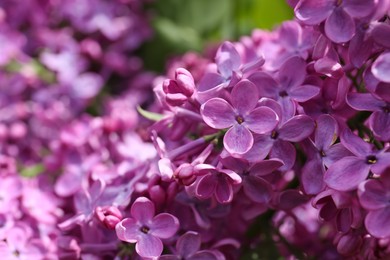 Closeup view of beautiful lilac flowers outdoors