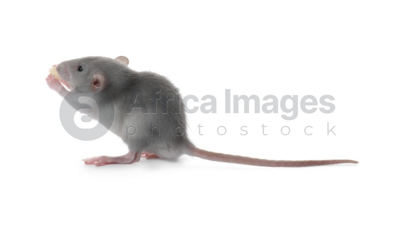 Photo of Small fluffy grey rat eating cheese on white background