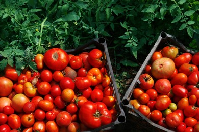 Photo of Plastic crates with red ripe tomatoes in garden, above view