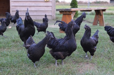 Photo of Beautiful black hens walking in zoo outdoors