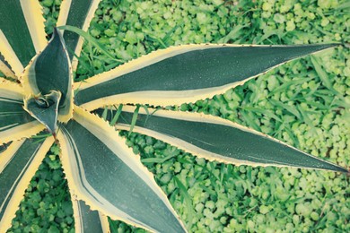 American aloe with beautiful leaves growing outdoors, top view. Tropical plant