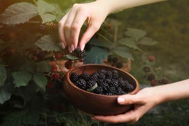 Woman gathering ripe blackberries into wooden bowl in garden, closeup