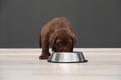 Chocolate Labrador Retriever puppy eating  food from bowl indoors
