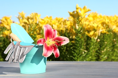 Bucket with lily and gardening tools on grey wooden table at flower field. Space for text