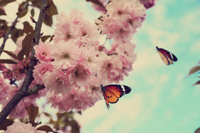 Sakura tree with beautiful blossoms and butterflies outdoors. Spring season
