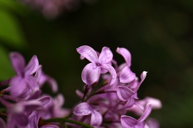 Beautiful lilac flowers with water drops on blurred background, closeup