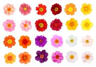 Set with different beautiful primula (primrose) flowers on white background. Spring blossom