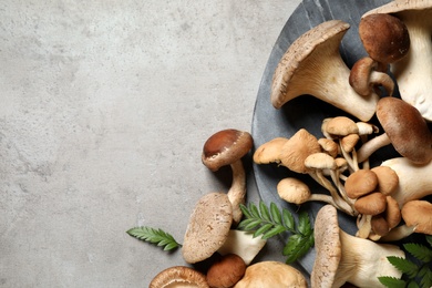 Flat lay composition with different mushrooms on light grey background, space for text