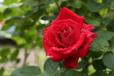 Beautiful red rose flower with dew drops in garden, closeup. Space for text